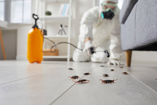Commercial Kitchen Cockroach Control in Bolivar